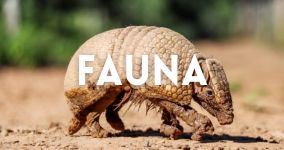 Fauna