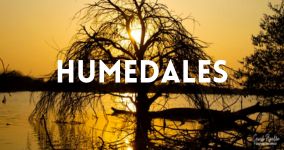 Humedales