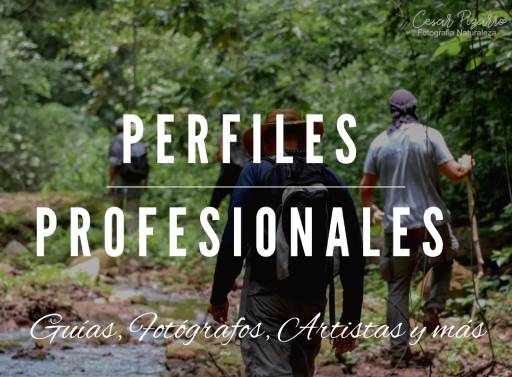 Perfiles Profesionales